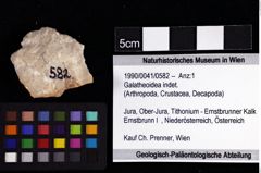 Foto (Objket + Etiketten) von Galatheoidea indet. 